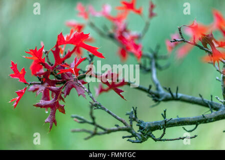 Pin Oak Quercus palustris 'funster pygmées' l'automne les feuilles rouges close up Banque D'Images