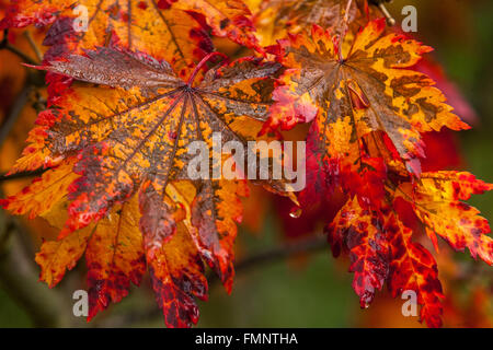 Acer japonicum 'Vitifolium'. Érable du japon à feuilles de vigne Banque D'Images