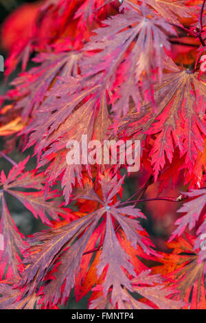 Japanese maple, Acer japonicum 'Aconitifolium' couleurs d'automne Banque D'Images