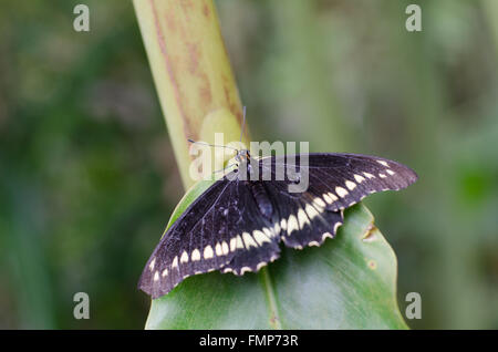 Papillon noir assis sur le bambou Banque D'Images