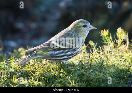 Tarin des pins (Carduelis spinus eurasienne) dans Moss, femme, Basse-Saxe, Allemagne Banque D'Images