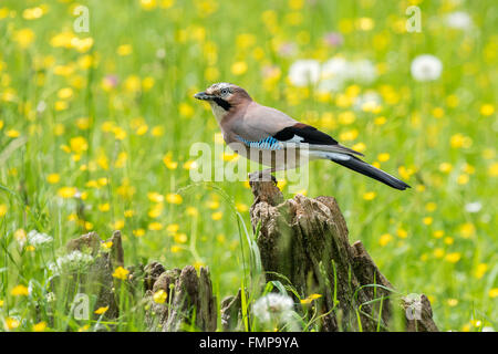 Eurasian Jay (Garrulus glandarius) sur racine d'arbre en fleur prairie, Almtal, Haute Autriche, Autriche Banque D'Images