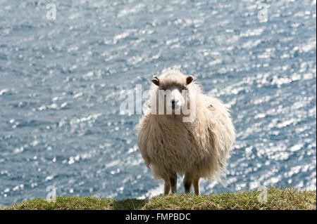 Moutons blancs au-dessus de la mer, l'île de Mykines, aux îles Féroé, Føroyar, Danemark Banque D'Images
