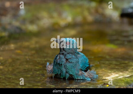 Fée asiatique femme-Bluebird (Irena puella) baignade, parc national de Kaeng Krachan, Phetchaburi, Thailand Banque D'Images