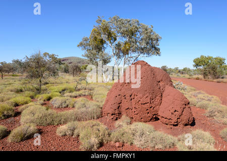 Termitière et parc national de Karijini, Spinifex, Pilbara, Australie occidentale, WA, Australie Banque D'Images