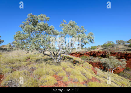 Le parc national de Karijini, Pilbara, Australie occidentale, WA, Australie Banque D'Images