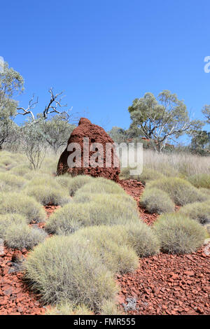 Spinifex en pleine croissance au parc national de Karijini, Pilbara, Australie occidentale, Australie occidentale, Australie occidentale Banque D'Images