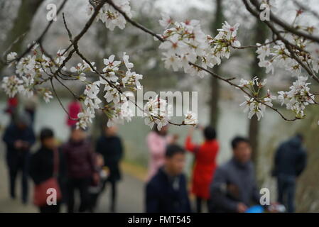 Nanchang, province de Jiangxi en Chine. Mar 12, 2016. Les touristes à pied sous les cerisiers à Nanchang, capitale de la province de l'est de la Chine, 12 mars 2016. Fleurs de Cerisiers sont en pleine floraison comme le printemps. © Zhou Mi/Xinhua/Alamy Live News Banque D'Images