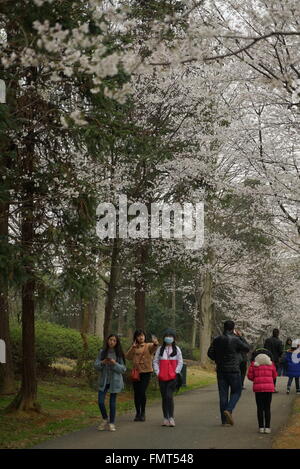 Nanchang, province de Jiangxi en Chine. Mar 12, 2016. Les touristes à pied sous les cerisiers à Nanchang, capitale de la province de l'est de la Chine, 12 mars 2016. Fleurs de Cerisiers sont en pleine floraison comme le printemps. © Zhou Mi/Xinhua/Alamy Live News Banque D'Images