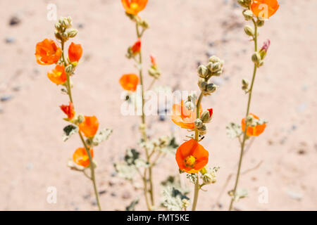 Desert Mallow (Sphaeralcea ambigua) fleurissent dans la vallée d'Eureka, Death Valley National Park, Californie Banque D'Images