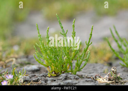La salicorne (Salicornia europaea commun). Plante de la famille des Amaranthaceae, croissant sur les vasières intertidales sur la côte britannique Banque D'Images
