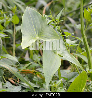 Sagittaria sagittifolia (flèche). Feuilles en forme de flèche distinctive des végétaux aquatiques dans la famille Alismataceae Banque D'Images