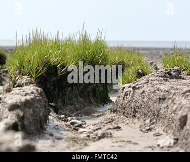 Cordon commun herbe (Spartina anglica-buttes). Touffes de graminées côtières dans la famille des Poacées, croissante sur les battures Banque D'Images