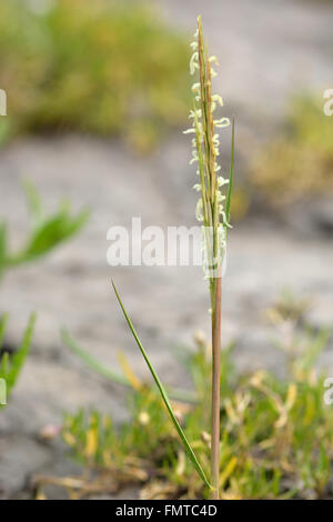 Cordon commun (Spartina anglica-grass) tige florale. Fleurs de graminées côtières dans la famille des Poacées, croissant sur les vasières Banque D'Images