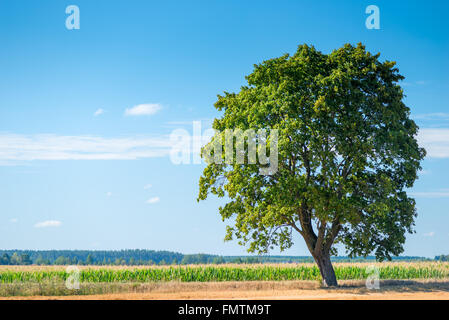 Grand arbre solitaire dans un beau terrain Banque D'Images