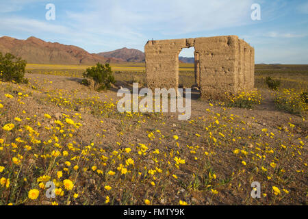 Or les fleurs sauvages du désert avec ruines d'Ashford Mill, Death Valley, CA Banque D'Images