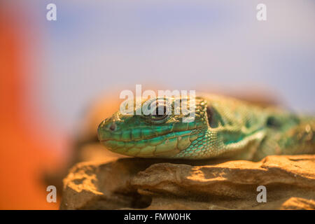 La tête de couleur vert reptile closeup Banque D'Images