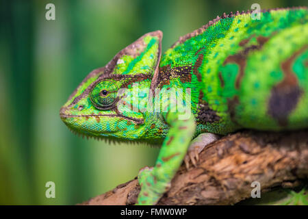 Caméléon Vert sur une branche à la recherche de l'appareil photo close-up Banque D'Images