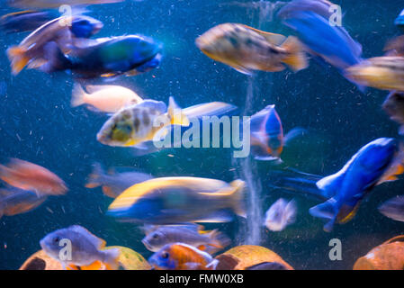 Déménagement beaux poissons exotiques dans l'aquarium Banque D'Images