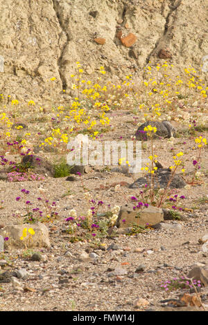 Fleurs sauvages le long de Furnace Creek se laver, Death Valley, CA Banque D'Images