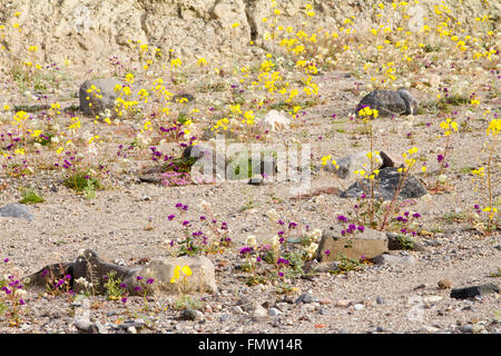 Fleurs sauvages le long de Furnace Creek se laver, Death Valley, CA Banque D'Images