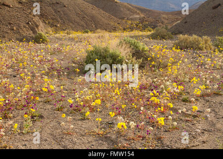 Fleurs sauvages le long de Furnace Creek se laver, Death Valley, CA Banque D'Images