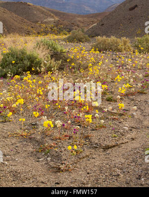 Fleurs sauvages le long de Furnace Creek se laver, Death Valley, CA Banque D'Images