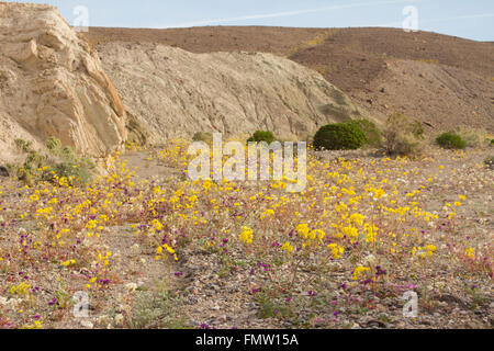 Fleurs sauvages le long de Furnace Creek se laver, Death Valley, CA Banque D'Images