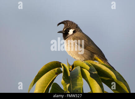 Himalayan Bulbul Bulbul à joues blanches ou Banque D'Images