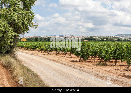 Paysage de vignes en arrière-plan, à la zone du Penedès, Vilafranca del Penedès, Catalogne, Espagne. Banque D'Images