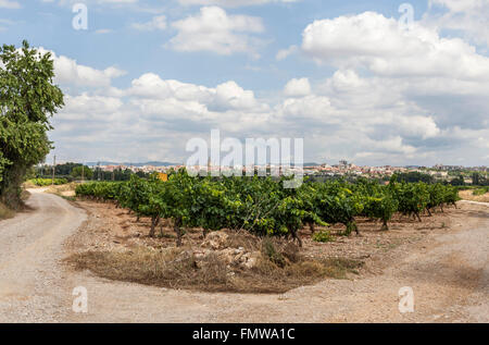 Paysage de vignes en arrière-plan, à la zone du Penedès, Vilafranca del Penedès, Catalogne, Espagne. Banque D'Images