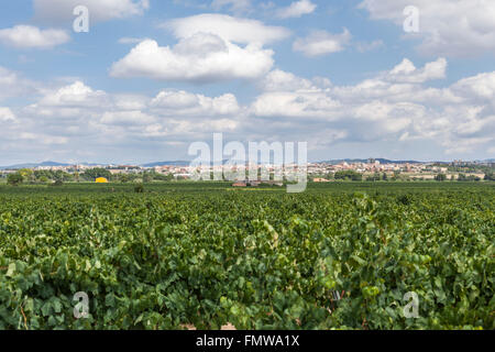 Paysage de vignes en arrière-plan, à la zone du Penedès, Vilafranca del Penedès, Catalogne, Espagne. Banque D'Images