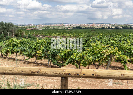 Paysage de vignes en arrière-plan, à la zone du Penedès, Vilafranca del Penedès, Catalogne, Espagne. Banque D'Images