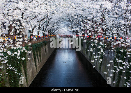 Cerisiers bordant une rivière de Nakameguro, Tokyo, Japon Banque D'Images