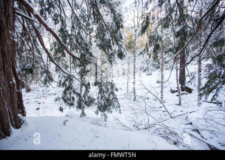 Arbres couverts de neige basse Banque D'Images