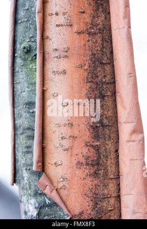 Détail d'un tronc d'arbre bouleau de déroulage Banque D'Images