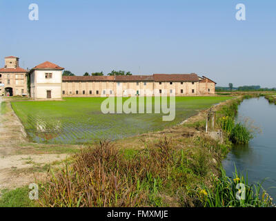 Un champ de riz dans le Piémont. Banque D'Images