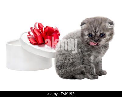 Scottish Fold race chaton blanc et boîte-cadeau Banque D'Images