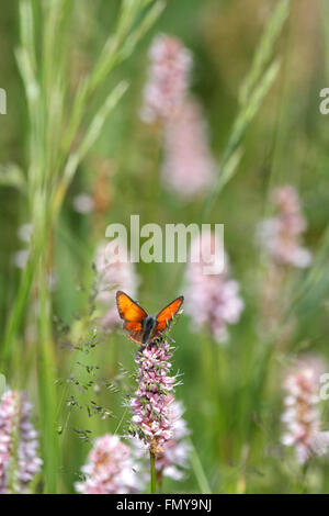 Grand mâle papillon sur cuivre (Lycaena dispar) sur renouée du Japon Banque D'Images