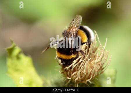 Le cerf de bourdon (Bombus lucorum) Banque D'Images