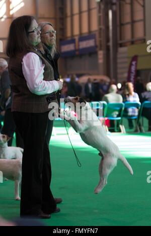 Birmingham, 13 mars 2016. Un Parson Russell Terrier saute jusqu'à obtenir l'attention de son propriétaire à Crufts 2016. Crédit : Jon Freeman/Alamy Live News Banque D'Images