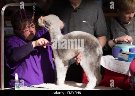 Birmingham, 13 mars 2016. Un Bedlington Terrier est soigné avant de montrer le dernier jour de Crufts 2016. Crédit : Jon Freeman/Alamy Live News Banque D'Images