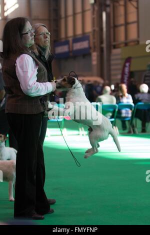 Birmingham, 13 mars 2016. Un Parson Russell Terrier saute jusqu'à obtenir l'attention de son propriétaire à Crufts 2016. Crédit : Jon Freeman/Alamy Live News Banque D'Images