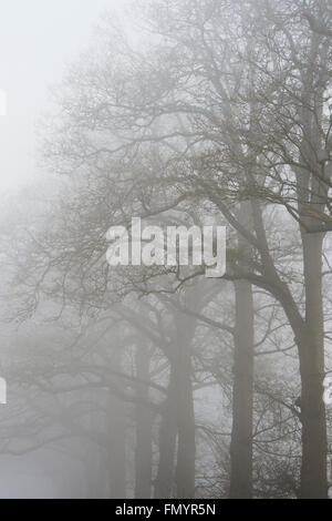 Misty Oak tree branches dans le brouillard. UK Banque D'Images