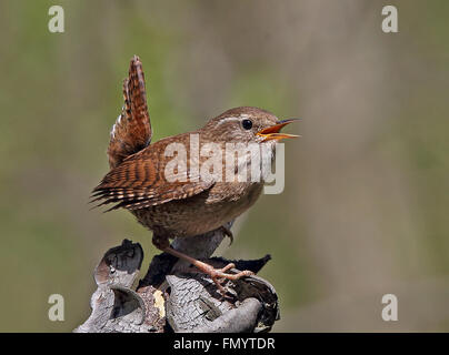 Wren eurasien, Troglodytes troglodytes chantant Banque D'Images