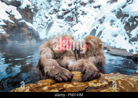 Les singes des neiges au toilettage du Jigokudani Hot spring, au Japon. Banque D'Images