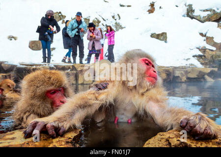 Les singes des neiges au toilettage du Jigokudani Hot spring, au Japon. Banque D'Images