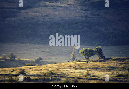 Arbre isolé au printemps des montagnes de Crimée Banque D'Images