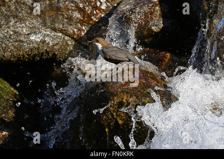 White-throated dipper, Cinclus cinclus, transportant des matériaux de nidification en face de cascade Banque D'Images