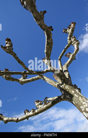 Le platane, ou platane, est le l'arbre d'Hippocrates vu ici à l'hiver sans feuilles Banque D'Images